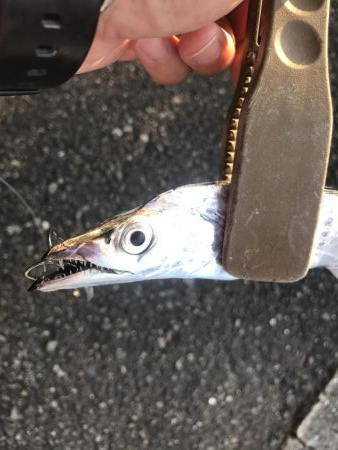 朝マズメの太刀魚釣り