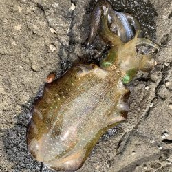 今期初釣行エギング