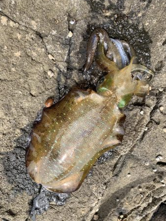 今期初釣行エギング