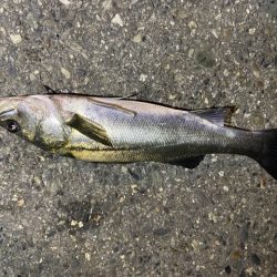 記憶に残る一匹