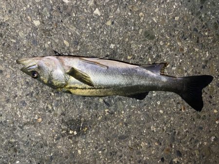 記憶に残る一匹