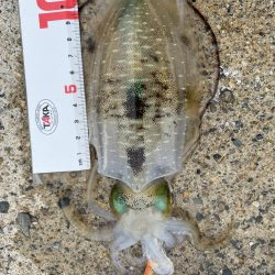 ソリッドティップ感度良好