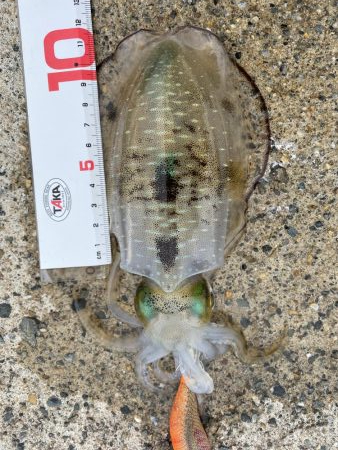 ソリッドティップ感度良好