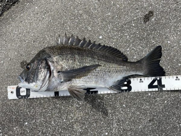 イチノ兄弟、釣果！