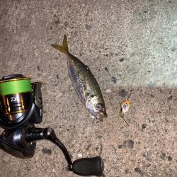 アジが釣れた！