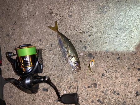 アジが釣れた！