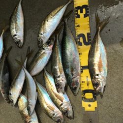 安定のアジ釣り