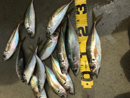 安定のアジ釣り