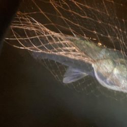 雨の中堤防からやったり、ウェーディングもやったりしましたがサイズは微妙。