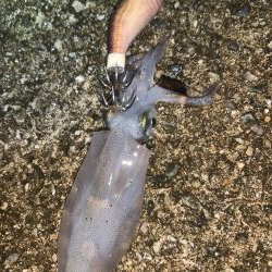 ケンサキイカ②