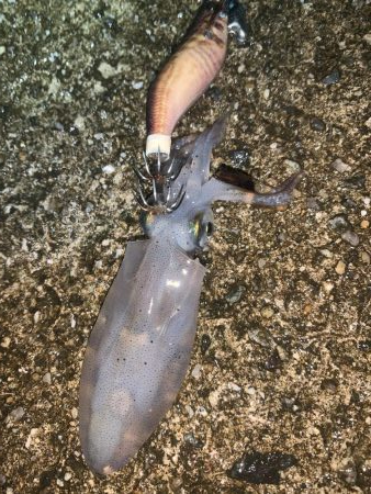 ケンサキイカ②