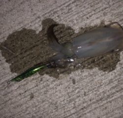 ナイトエギング