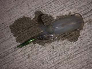 ナイトエギング