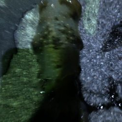 今期初アオリイカ