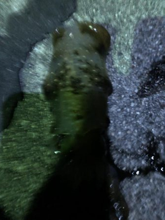 今期初アオリイカ