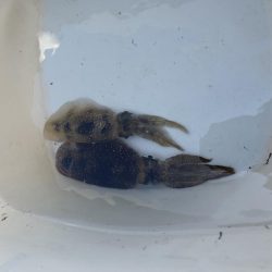 マイボート釣行