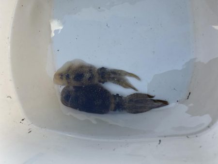 マイボート釣行