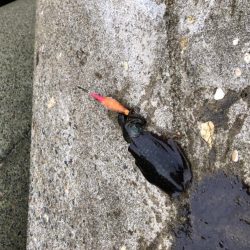 アオリイカエギング④