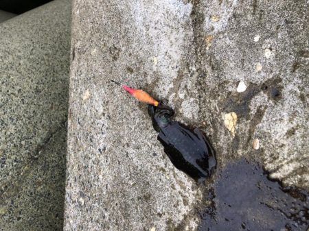 アオリイカエギング④