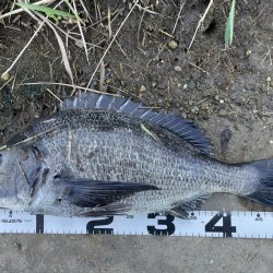 イチノ兄弟、釣果!