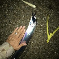 ワインド太刀魚