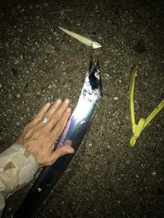 ワインド太刀魚