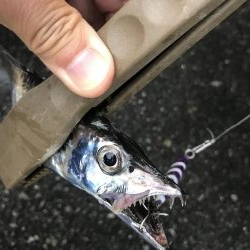 朝マズメの太刀魚釣り