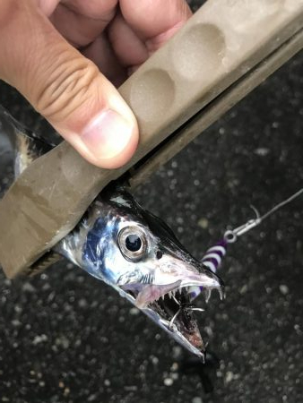 朝マズメの太刀魚釣り