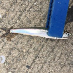 ファミリーフィッシング2