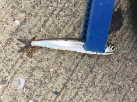 ファミリーフィッシング2