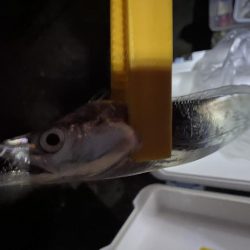 泉大津に太刀魚