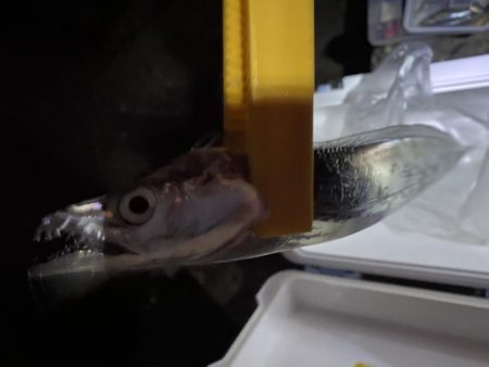 泉大津に太刀魚