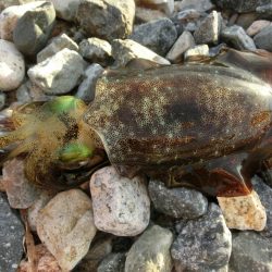 アオリイカ新子も育ってきました