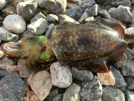 アオリイカ新子も育ってきました