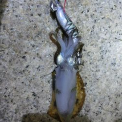 まだサイズが小さい