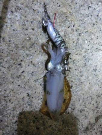 まだサイズが小さい