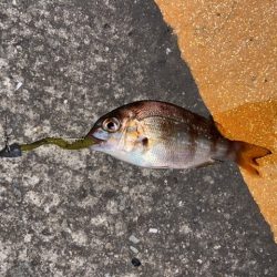 深夜のライトゲーム