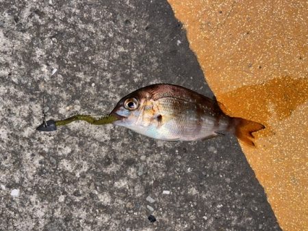 深夜のライトゲーム