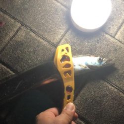 連日の南港太刀魚！