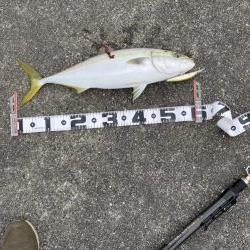 夕方にギリ、メジロ