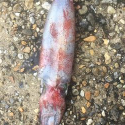 ショアジギエギング