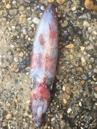 ショアジギエギング