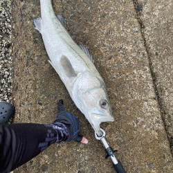 人生初シーバス