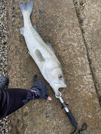 人生初シーバス