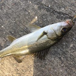 ファミリーフィッシング3