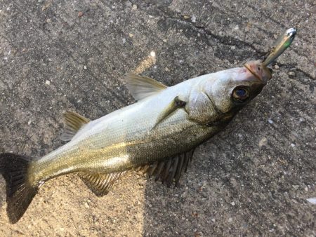 ファミリーフィッシング3