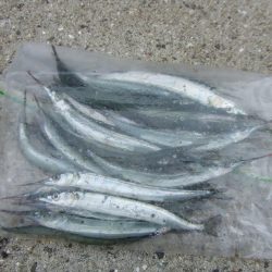 やっとサヨリが釣れた！楽しい！