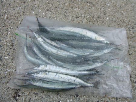 やっとサヨリが釣れた！楽しい！