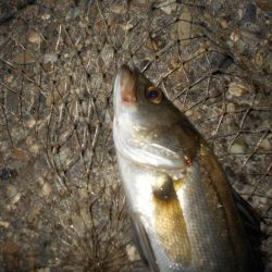 もう少しヒットが欲しい所