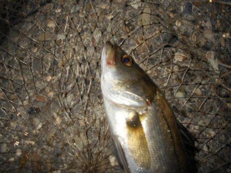 もう少しヒットが欲しい所